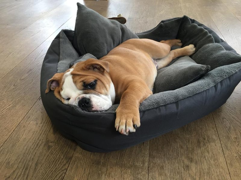 Welcome to Benson, the new office dog